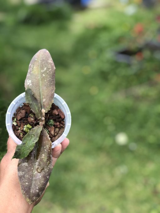 Hoya undulata red