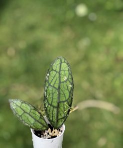 IMG_4503 Hoya Clemensiorum (red)
