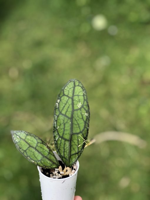 Hoya Clemensiorum (red)