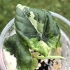 Variegated Alocasia Melo (albo)