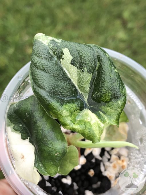 Variegated Alocasia Melo (albo)