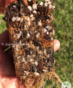 IMG_5736 Image of the Begonia roots grown in greenlove_nz begonia mix