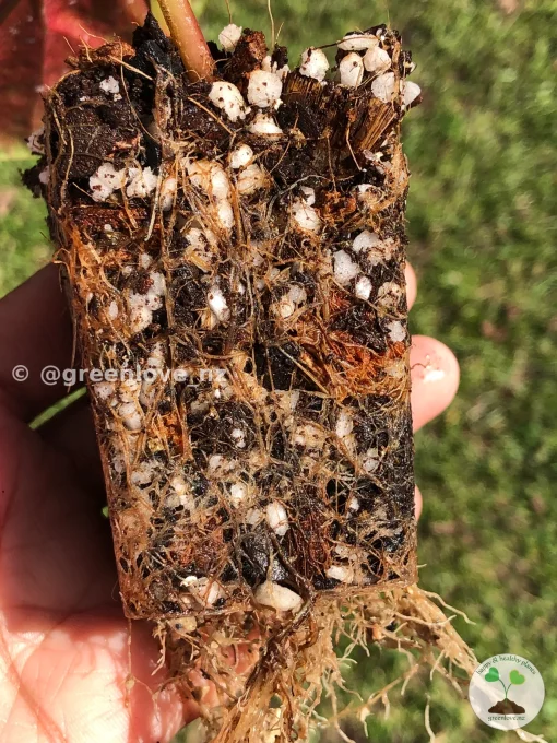 Image of the Begonia roots grown in greenlove_nz begonia mix