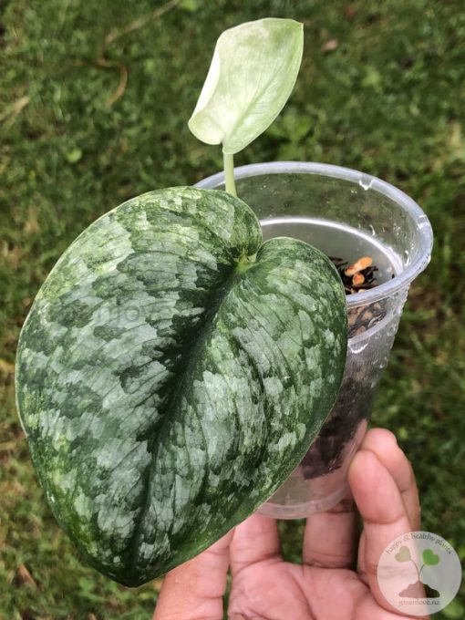 Rare Scindapsus Pangrango