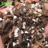 Greenlove Hoya Mix