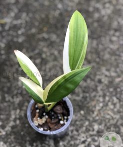 IMG_4712 Epipremnum Amplissimum Variegated