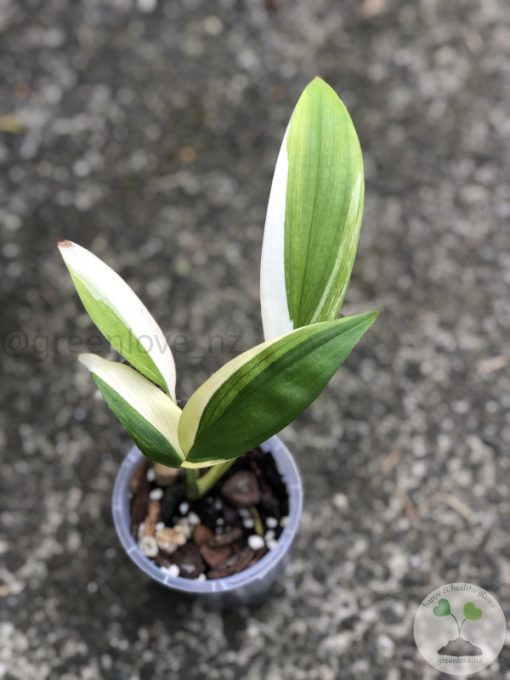 Epipremnum Amplissimum Variegated