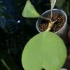 Hoya Kerrii chimera