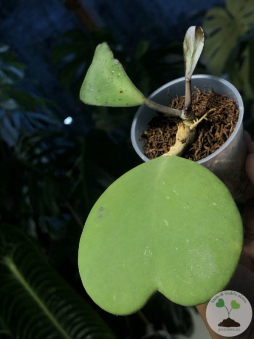Hoya Kerrii chimera