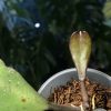 Hoya Kerrii chimera