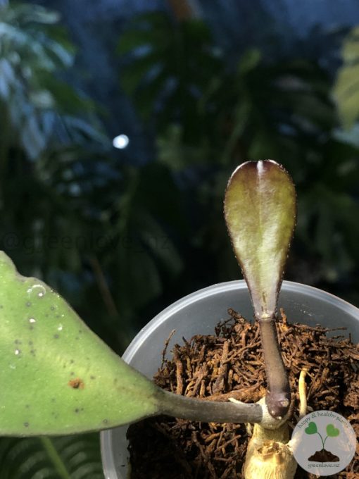 Hoya Kerrii chimera