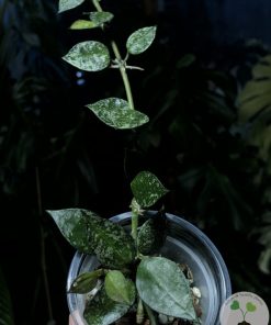 IMG_4782 Hoya krohniana 'Eskimo'