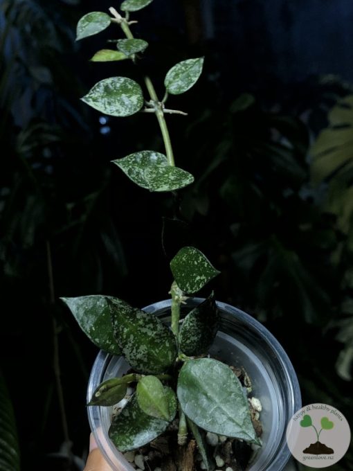 Hoya krohniana 'Eskimo'
