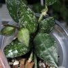 Hoya krohniana 'Eskimo'