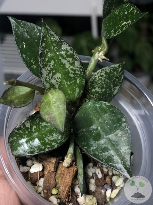 Hoya krohniana 'Eskimo'