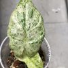 Alocasia Macrorrhiza mint splash