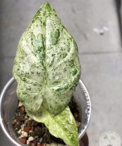 IMG_4820 Alocasia Macrorrhiza mint splash