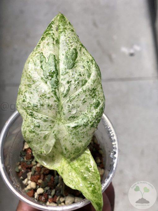 Alocasia Macrorrhiza mint splash