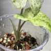 Alocasia Macrorrhiza mint splash