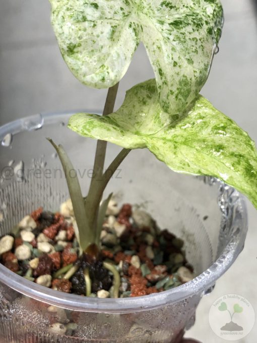 Alocasia Macrorrhiza mint splash