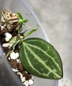 IMG_4833 Dischidia ovata