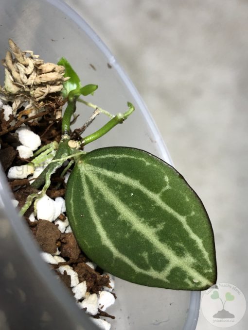 Dischidia ovata