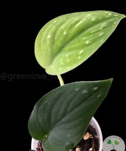 IMG_5267_1 Rare Scindapsus Black Satin (Clone 1)