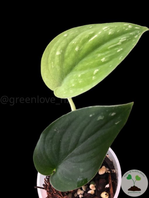 IMG_5267_1 Rare Scindapsus Black Satin (Clone 1)