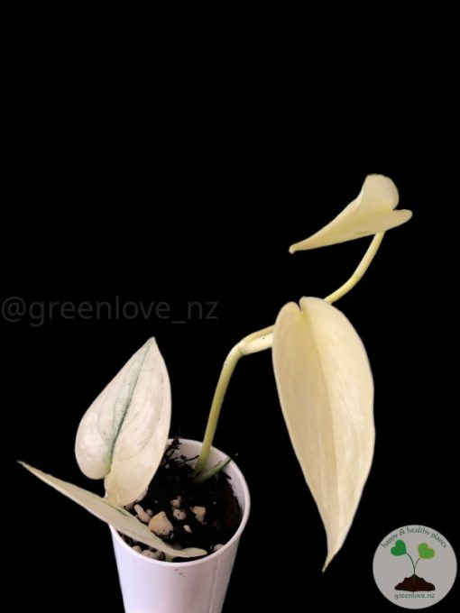 Scindapsus Mayari mint
