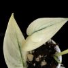 Scindapsus Mayari mint
