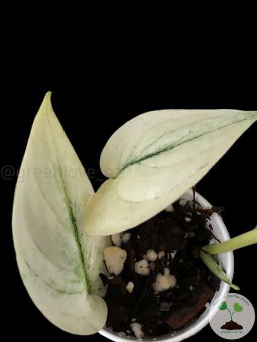 Scindapsus Mayari mint