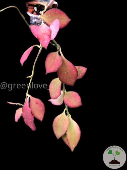 Hoya anulata