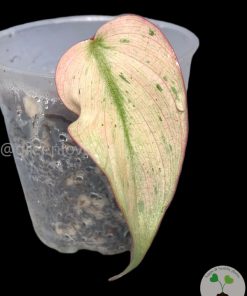 Rare Variegated Mint Micans