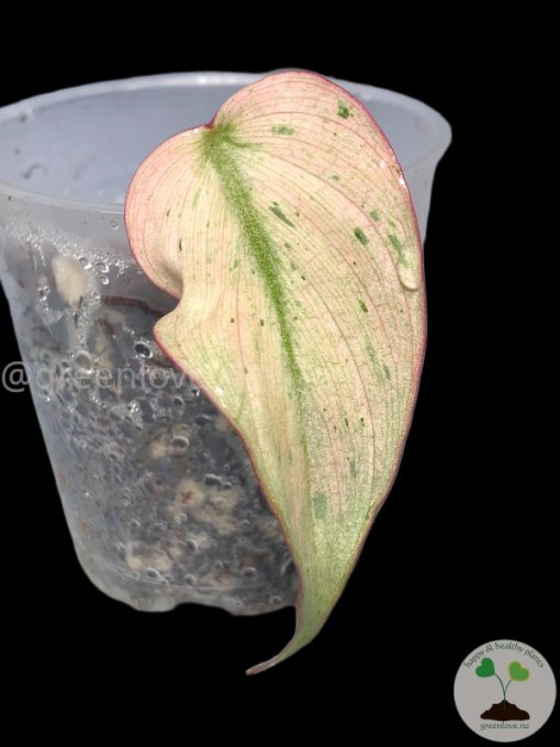 Rare Variegated Mint Micans
