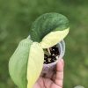 Scindapsus Jade Satin albo (halfmoon)