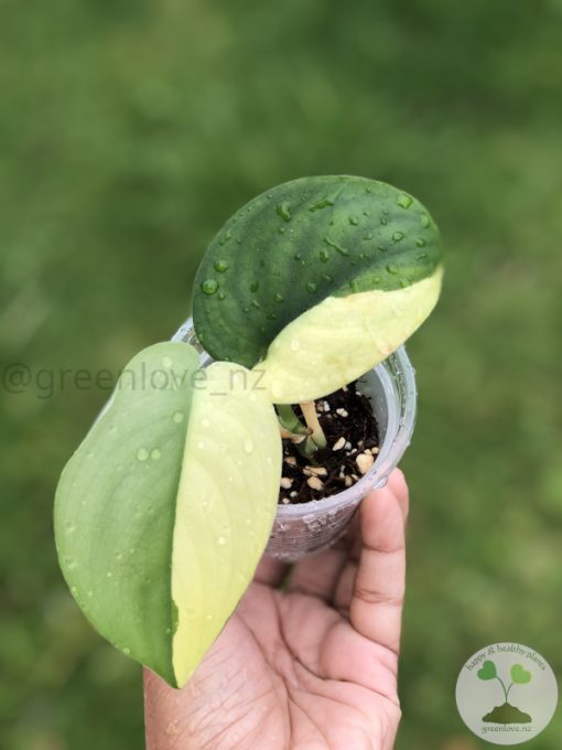 Scindapsus Jade Satin albo (halfmoon)