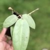 Hoya Silver dollar MB1405-AG