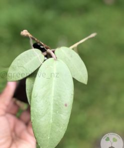 IMG_6722 Hoya Silver dollar MB1405-AG