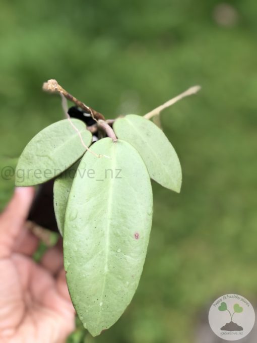 Hoya Silver dollar MB1405-AG
