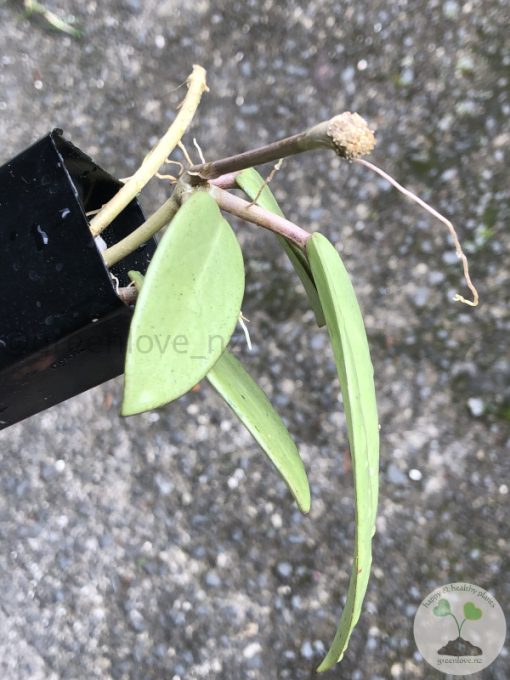 Hoya Silver dollar MB1405-AG