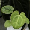 Anthurium Mag x X Dressleri (Indo)