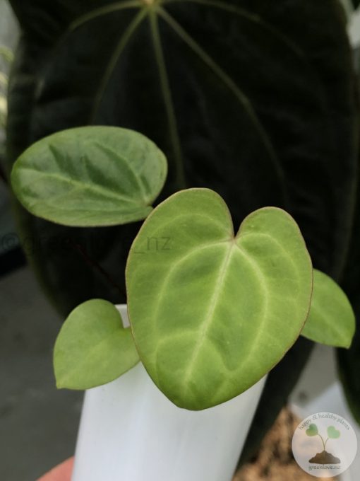 Anthurium Mag x X Dressleri (Indo)