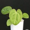 Anthurium Mag x X Dressleri (Indo)
