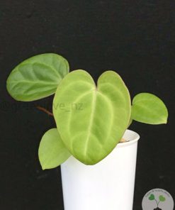 IMG_7229 Anthurium Mag x X Dressleri (Indo)