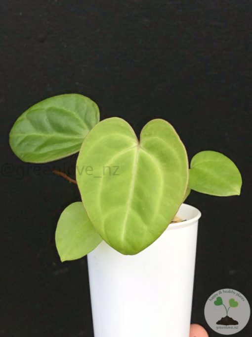 Anthurium Mag x X Dressleri (Indo)