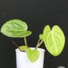 Anthurium Mag x X Dressleri (Indo)
