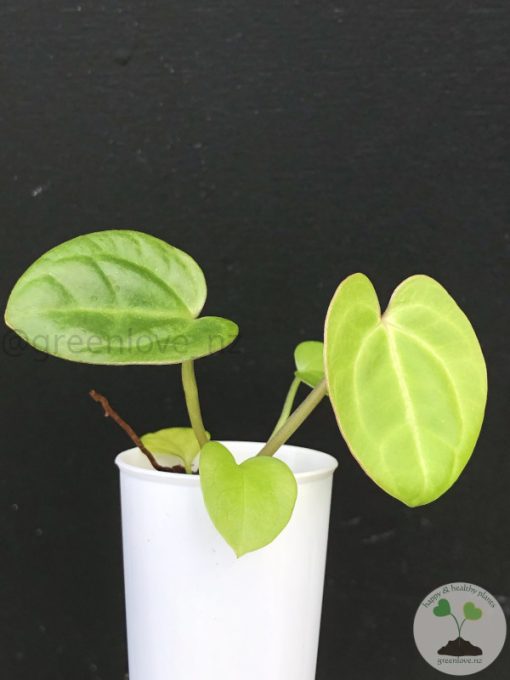 Anthurium Mag x X Dressleri (Indo)