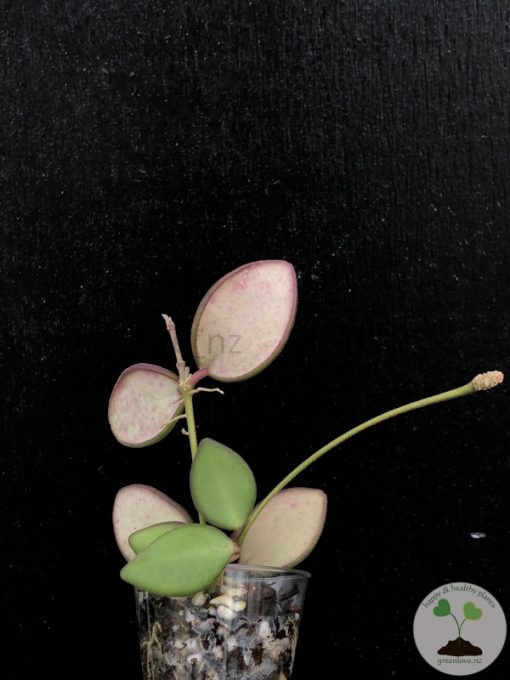 Hoya burtoniae aff.