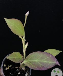 @greenlove_nz Hoya Sunrise