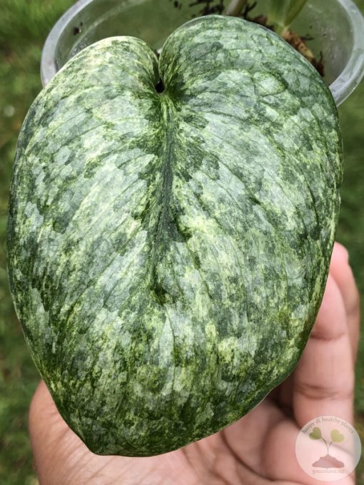 Rare Scindapsus Pangrango